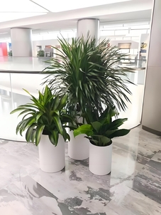 实惠余姚盆景租摆，为您的环境增添独特魅力！